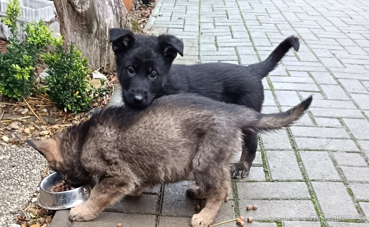 Nemecký ovčiak šteniatka - 6