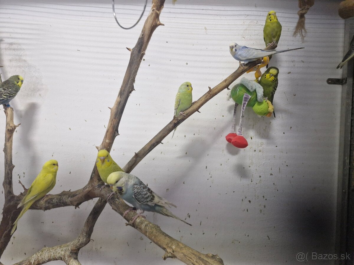 Andulky,zebricky,holubky diamantove - 6