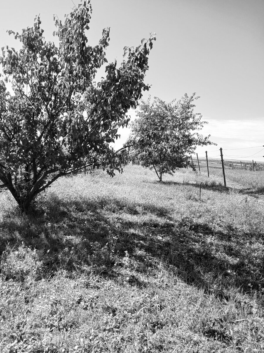 Chalúpka s pozemkom - 6