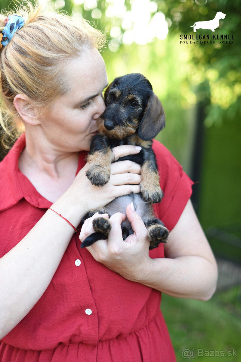 Jazvečík hrubosrstý trpasličí - králičí s PP - 6