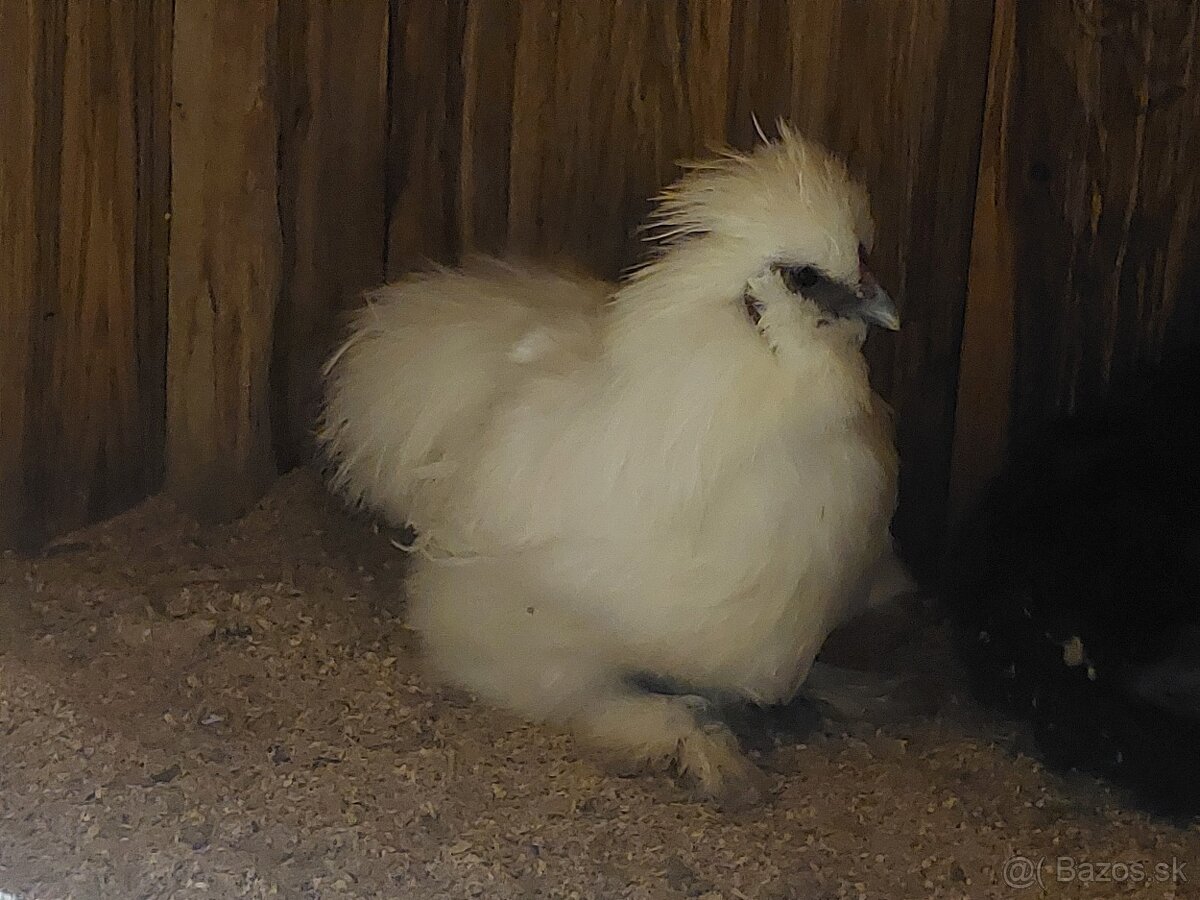 Hodvabnicka kohuty- 3 farby - 6