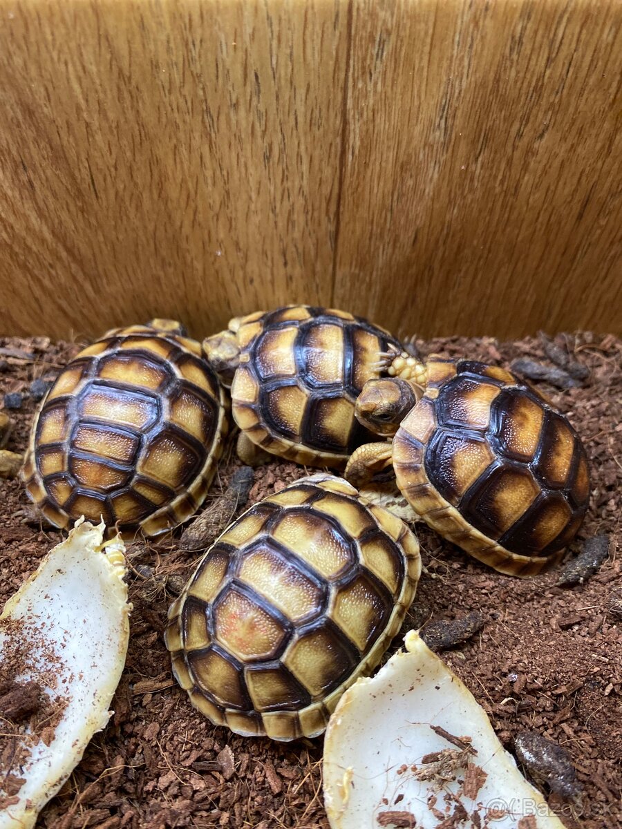 Suchozemska korytnačka Testudo marginata - 6