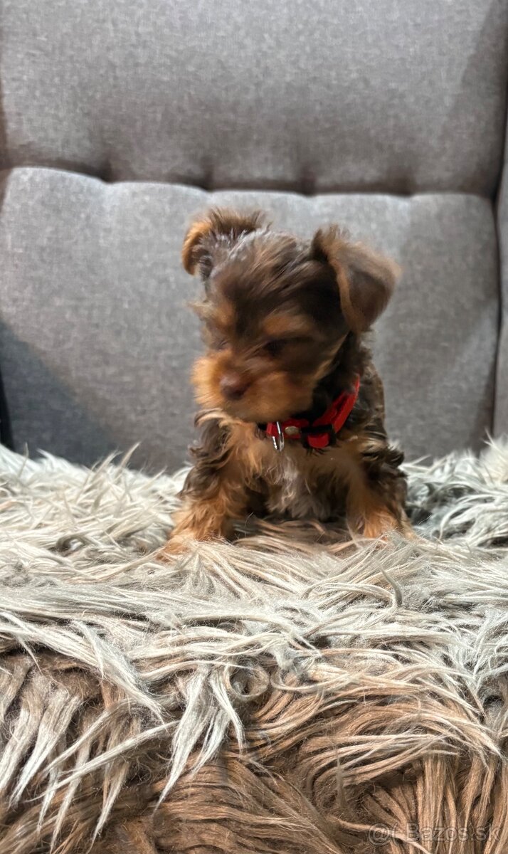 🐶 Yorkshire Terrier – hnedé šteniatka 🐶 - 6