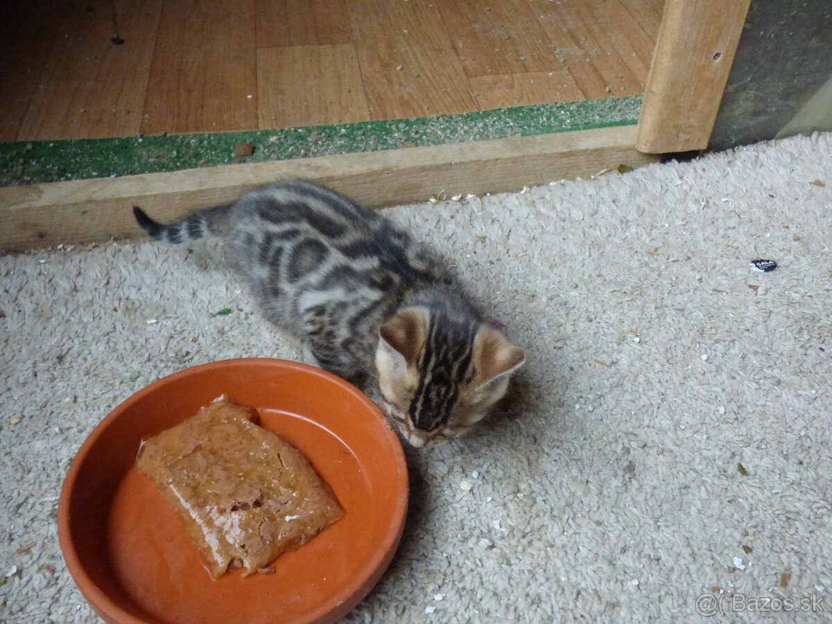 PONUKAM K ODBERU BENGALSKE MACIATKA - 6