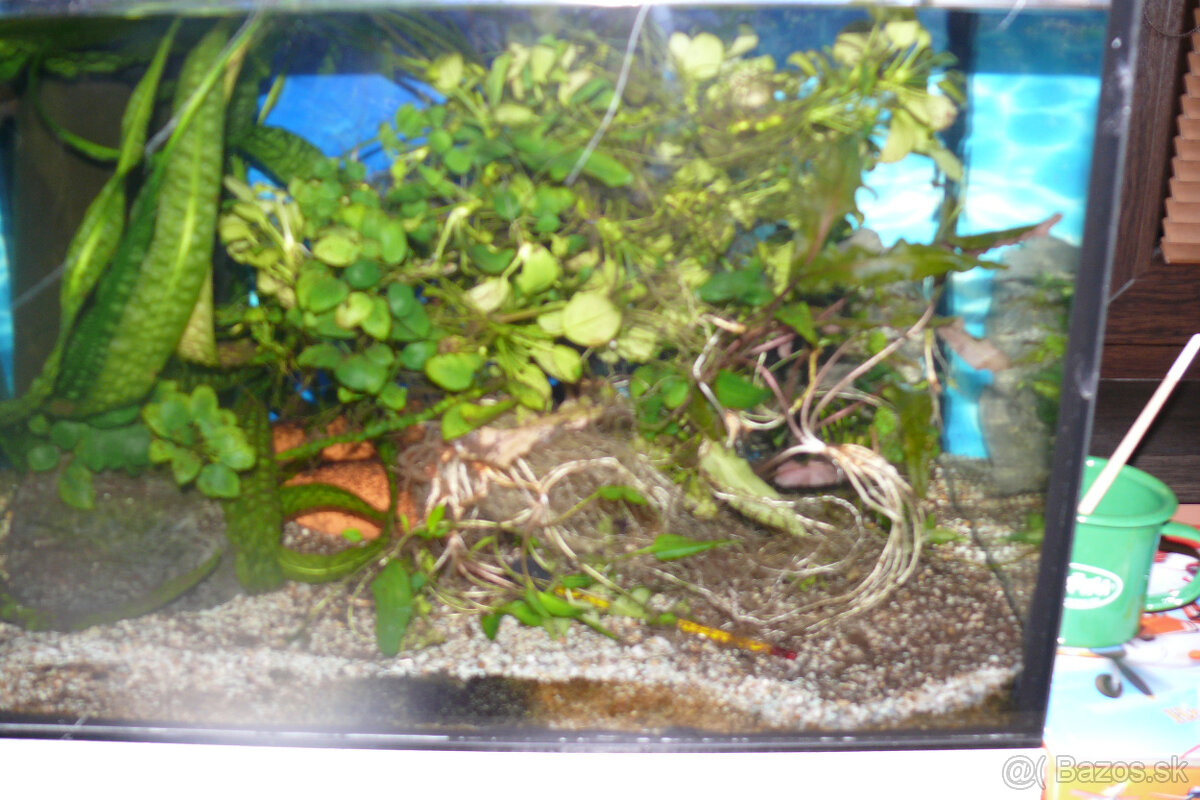 Prísavníky L 144 a rastlinky - 6