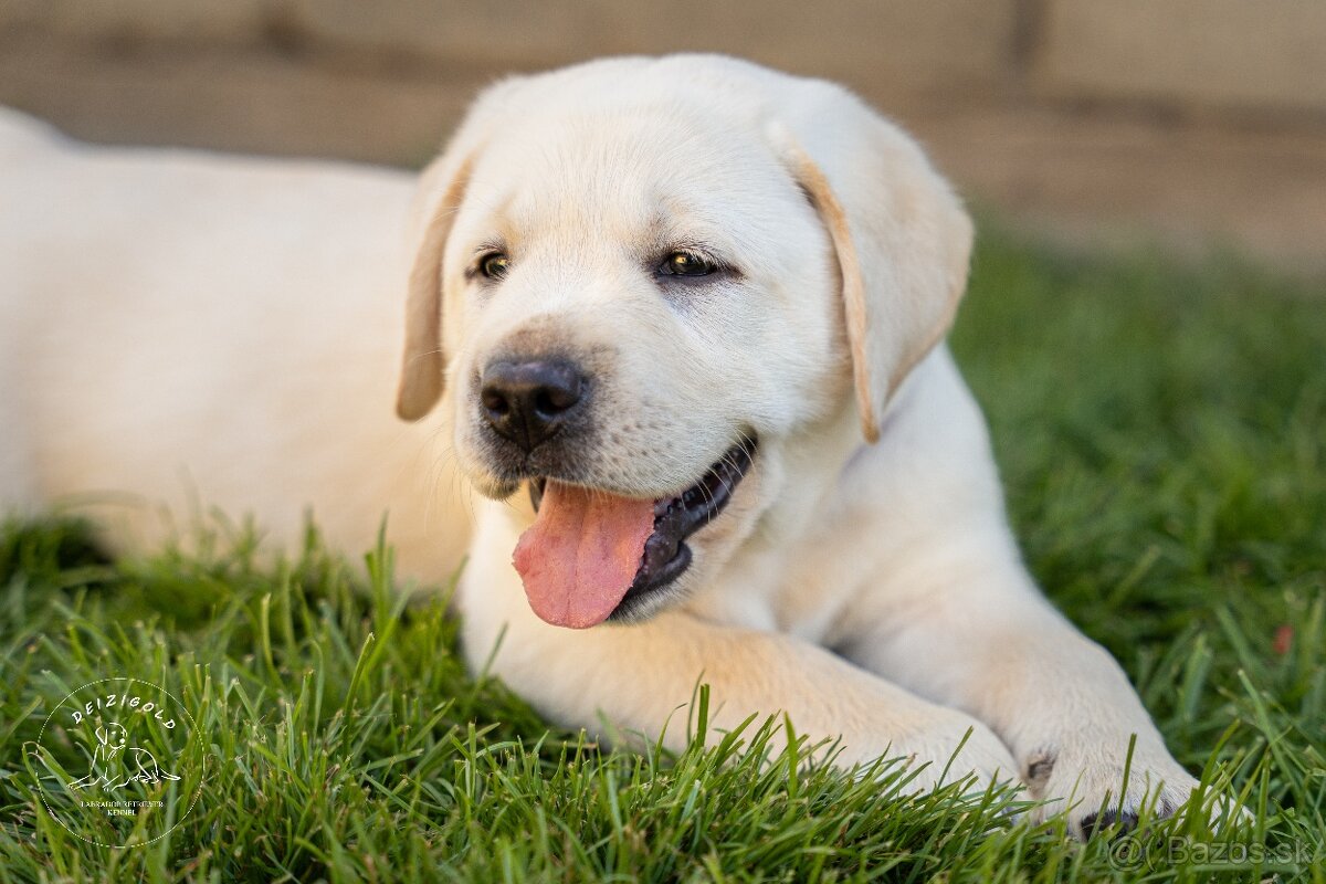 Labrador s rodokmeňom pôvodu - 6