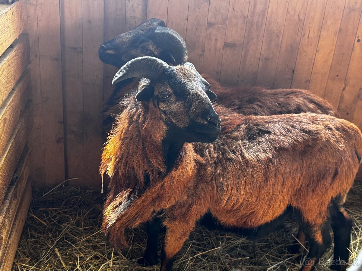 Kamerunské ovce - 6