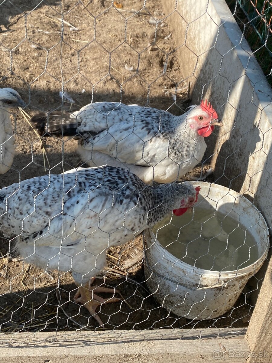 Kohút Dominant GS - 6