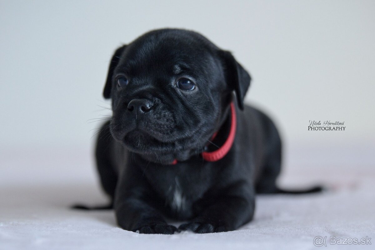 Staffordshire bullterier s pp FCI - 6