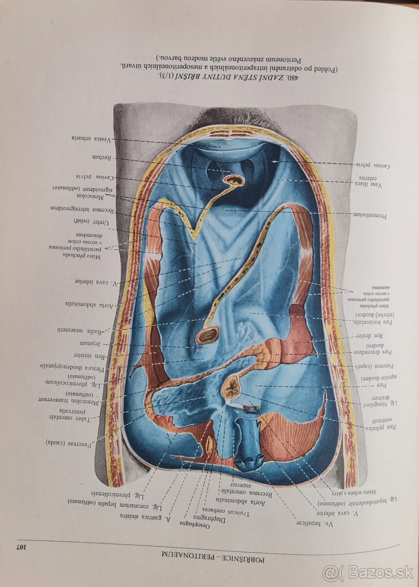 Atlas anatomie člověka I a Ii - 6