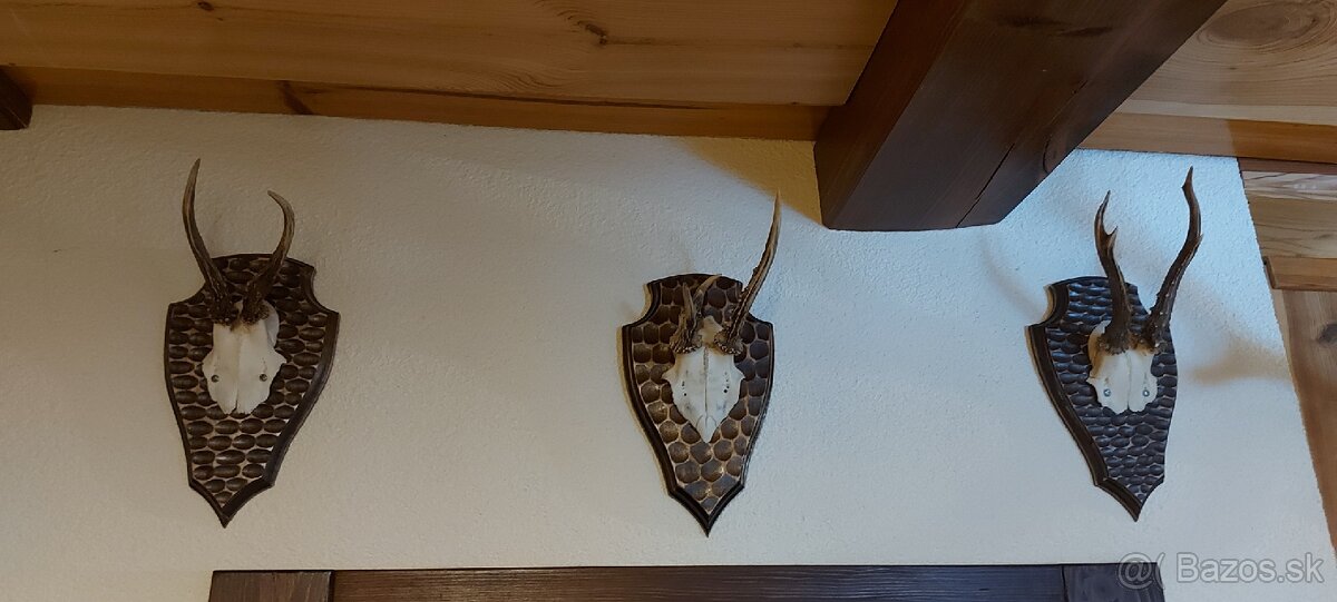 Srnčie trofeje - 6
