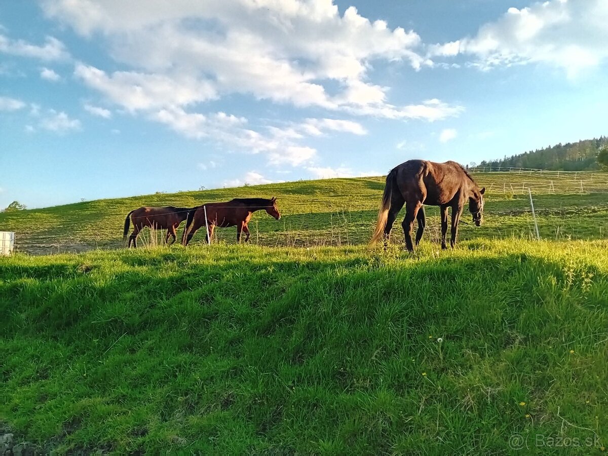 Ustajnenie 🌿 Doprajte svojmu koňovi domov v srdci prírody - 6