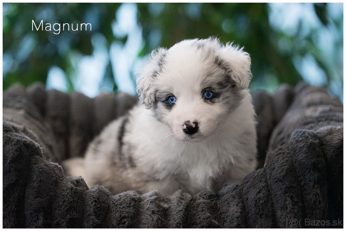Border Collie Border Kolia s PP FCI barva Blue Merle - 6