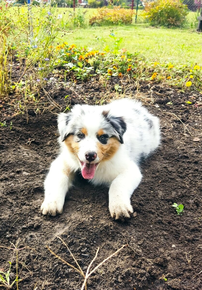 Australský ovčák s PP - 6