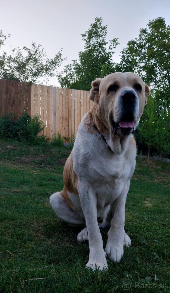 Predám šteniatka stredoázijský ovčiak - 6