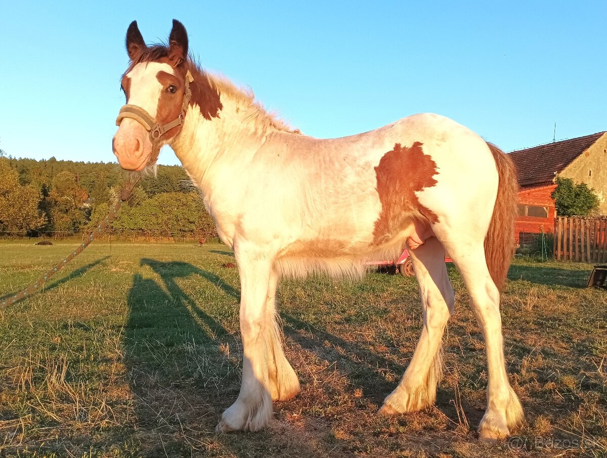 Irský cob - 3 hřebečči na prodej - 6