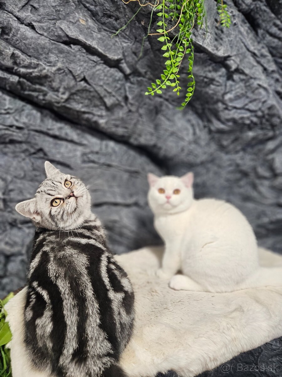 Britské mačiatka s PP - 6