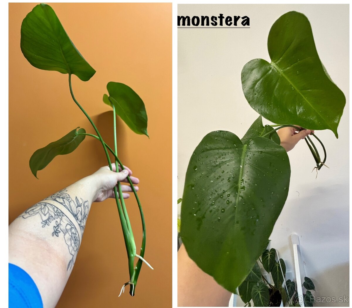 rôzne rastlinky na predaj - 6