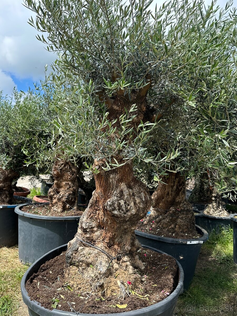 Predám Olivy Bonsai - 6