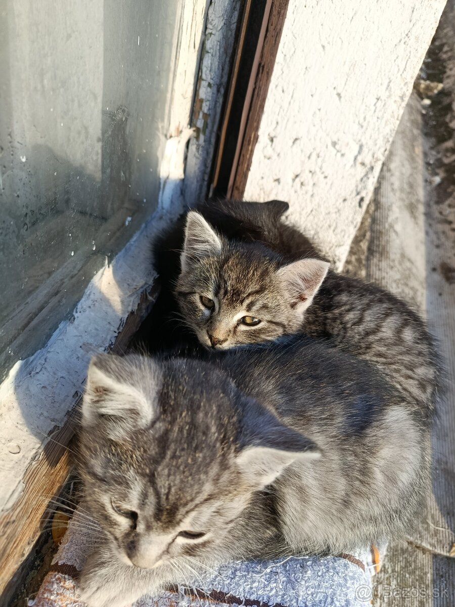 Darujem krásne mačiatka - 6