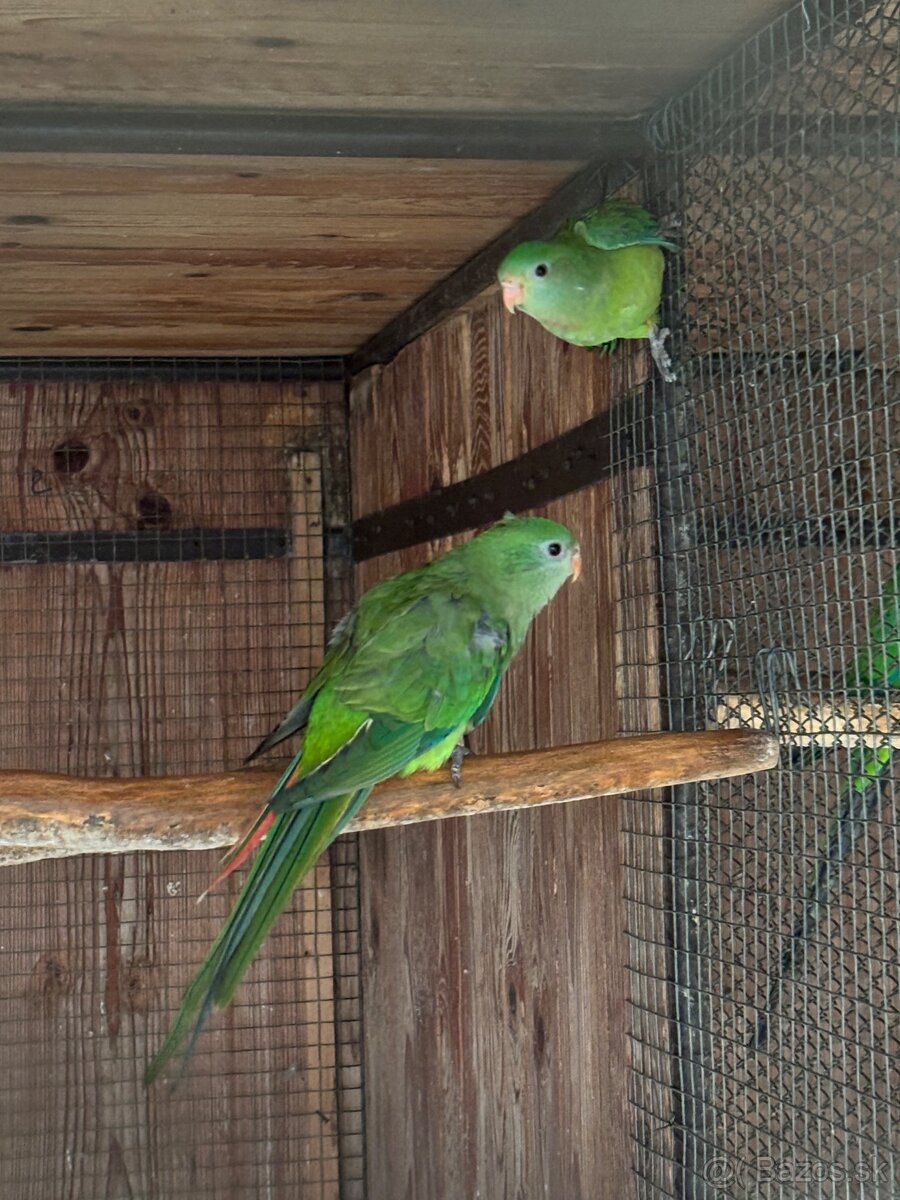 Papagáj nádherný (baraband) - 6