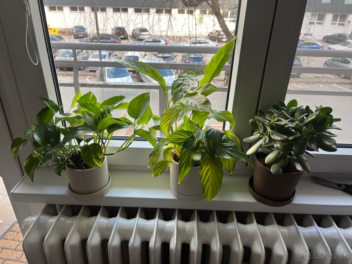 Izbové rastliny/kvety - 6