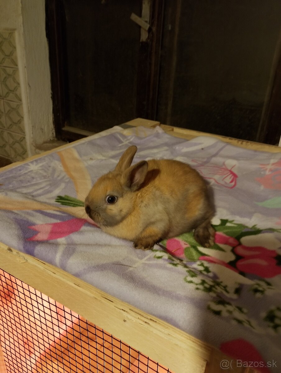 Predám zajačikov a morčiatka. - 6