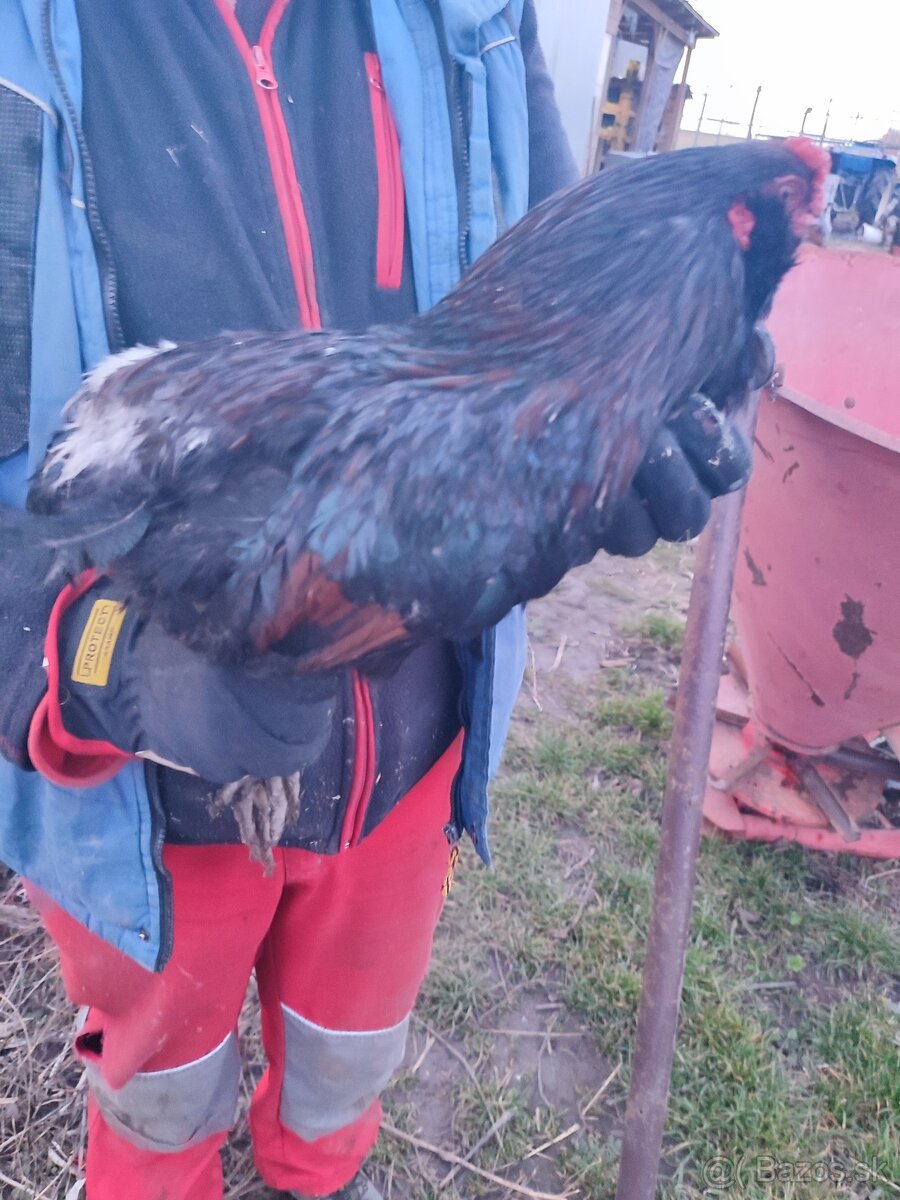 ‼️ araucana kohút ‼️ - 6
