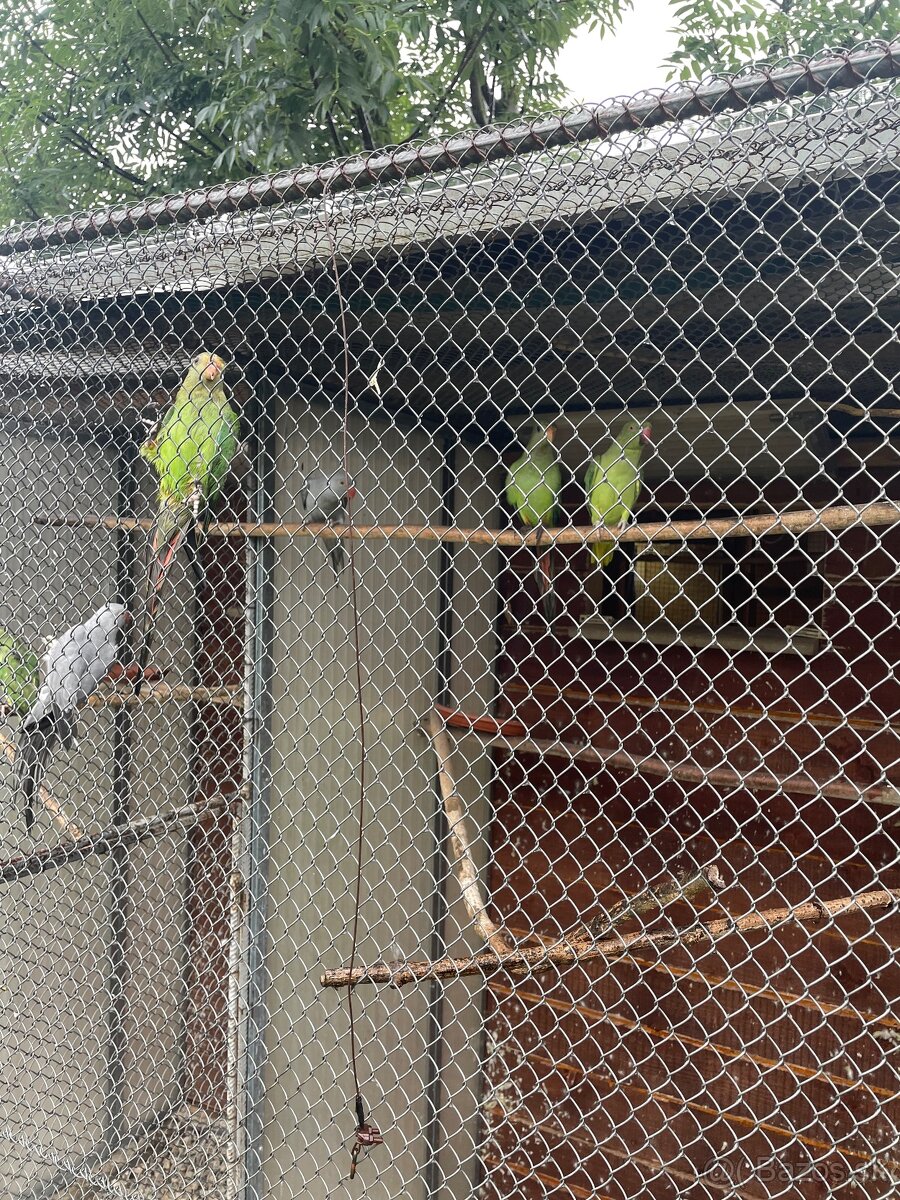 Predám andulky,spevavé Alexandre ,papagájov nadhern - 6
