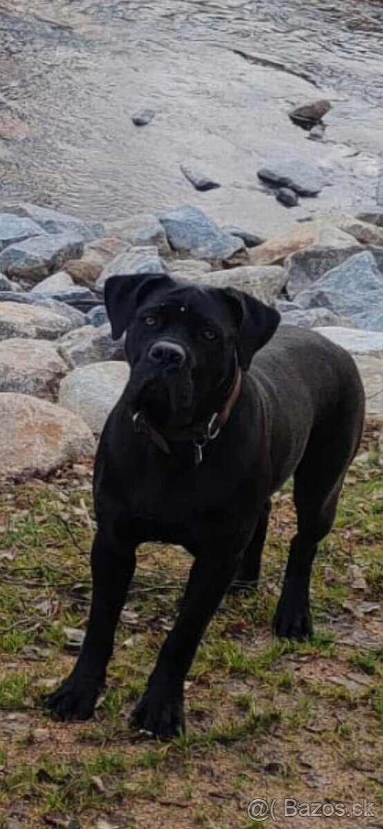 Cane Corso s PP FCI - SAMEC - 6