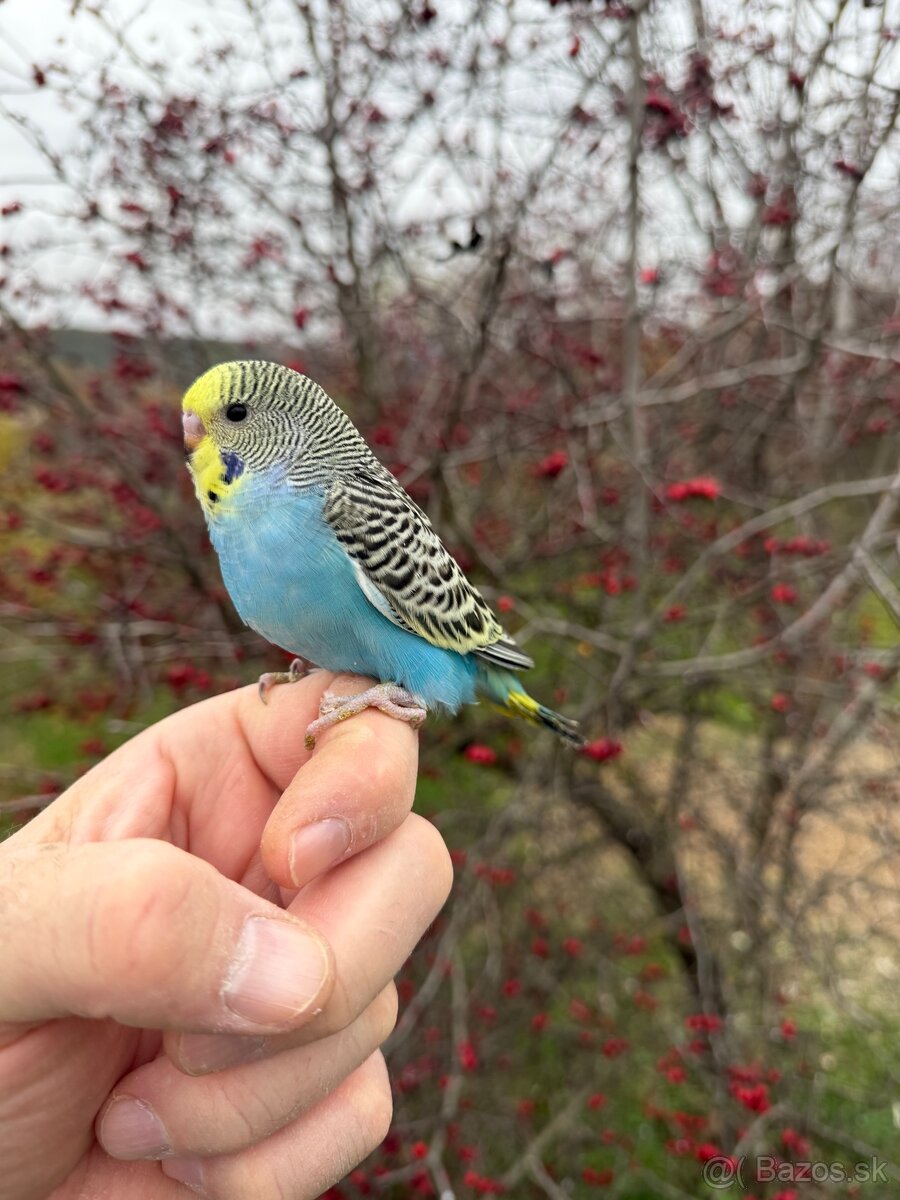 Andulka Maznačik - 6