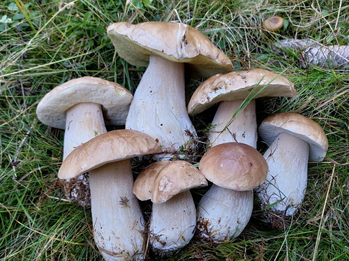 Sušené hríby smrekové, dubáky - 6