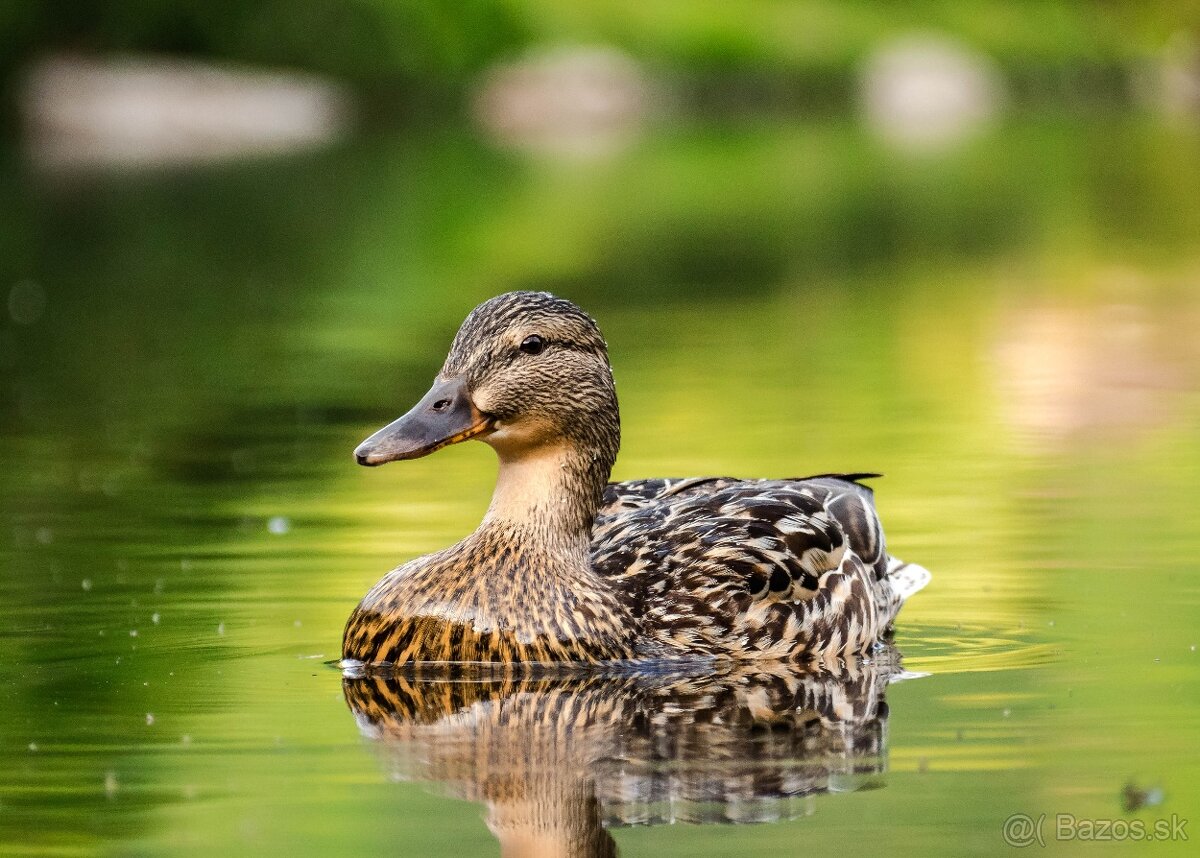 Olympus M.ZUIKO DIGITAL ED 40-150mm - 6