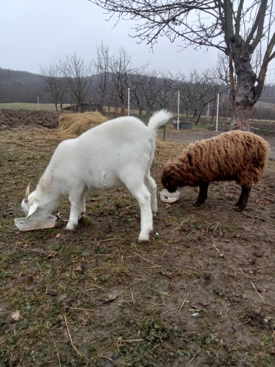 Quessandské ovce a mini koza - 6