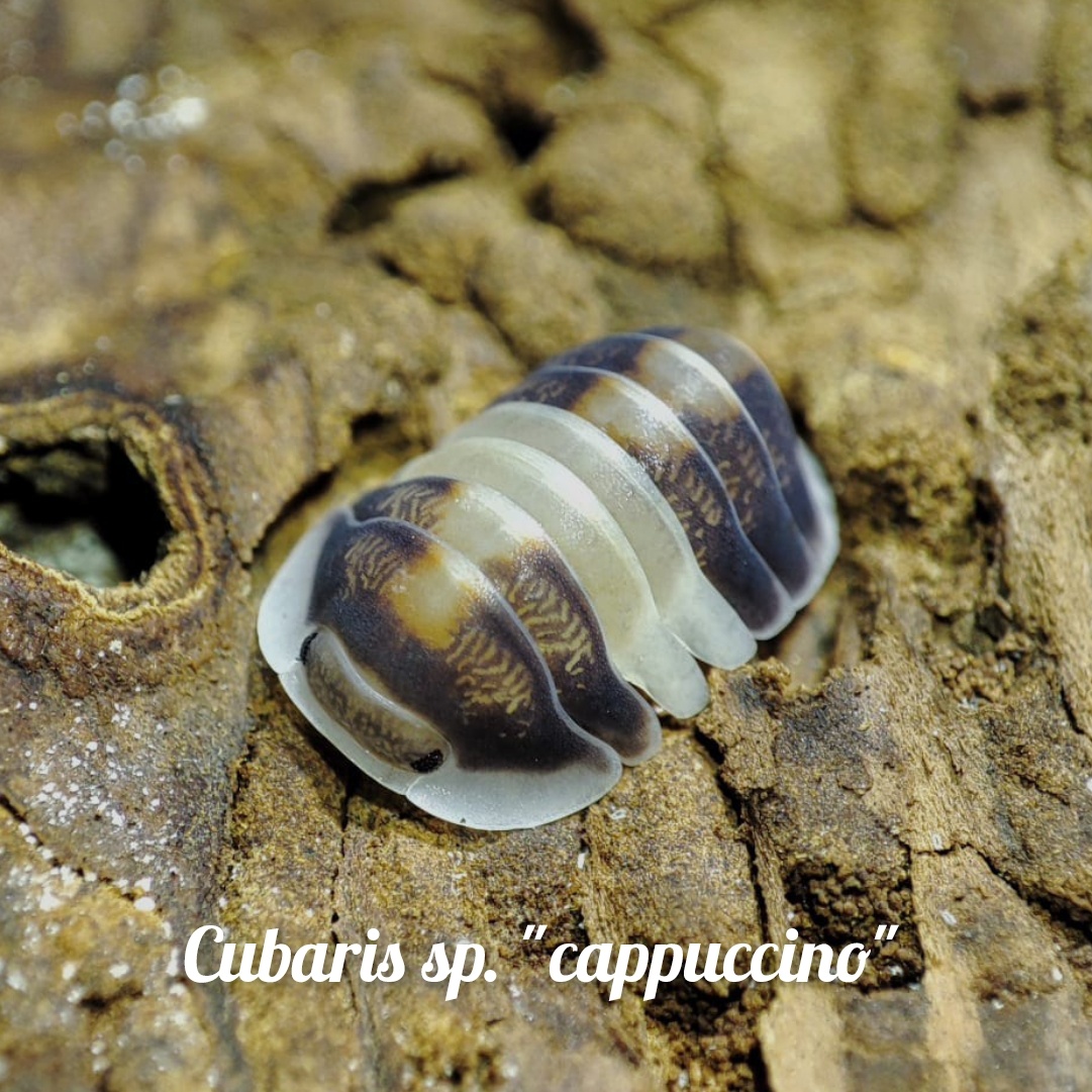 ❤️Exotické isopody - 6