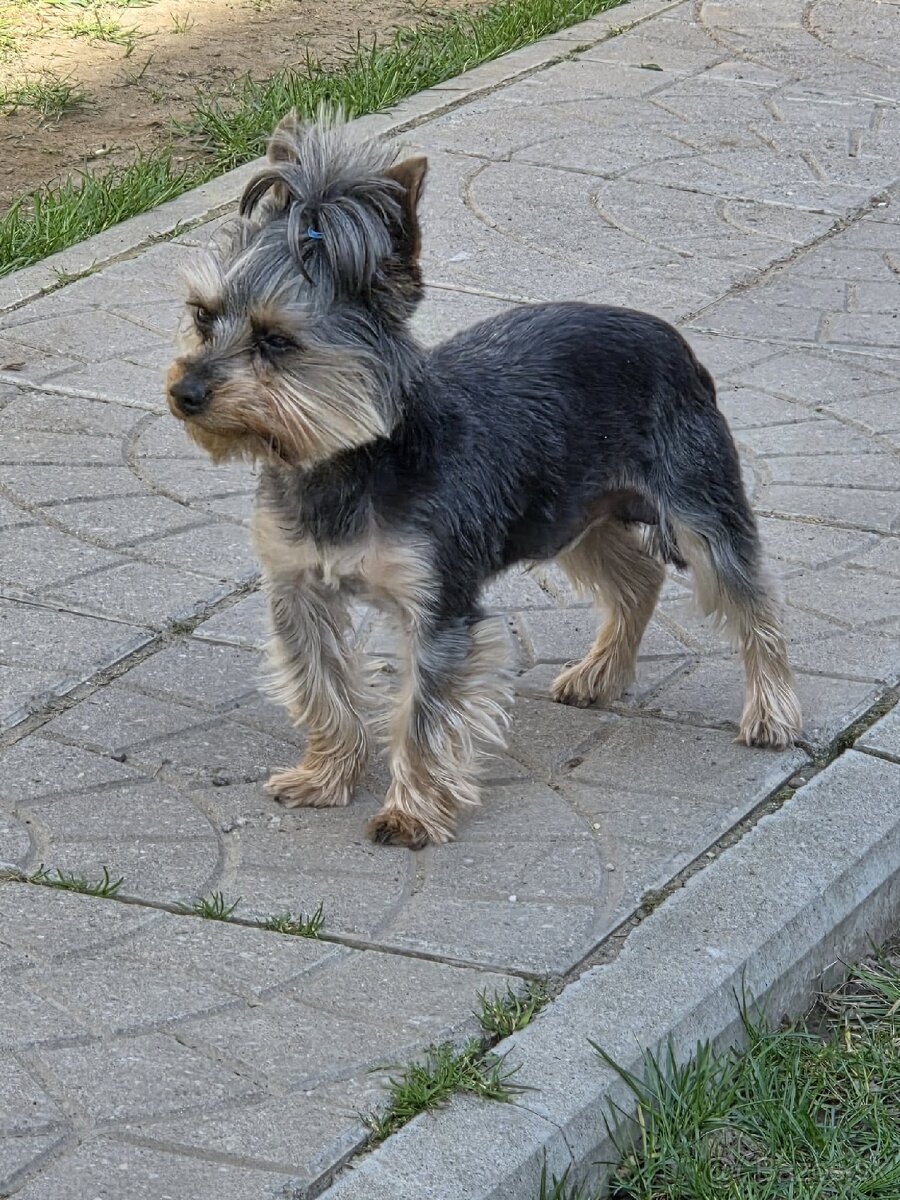 Yorkshirsky terier - 6