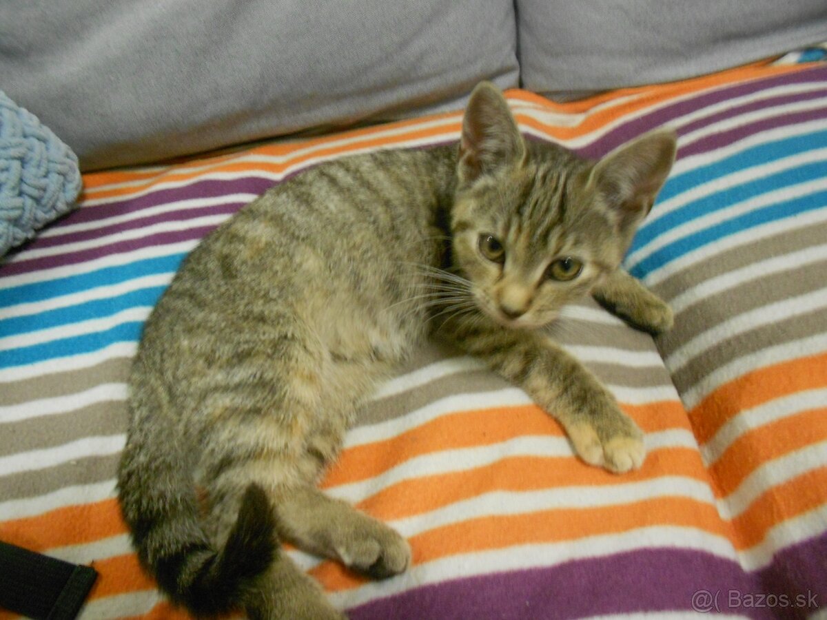 Darujem mačiatko - 6