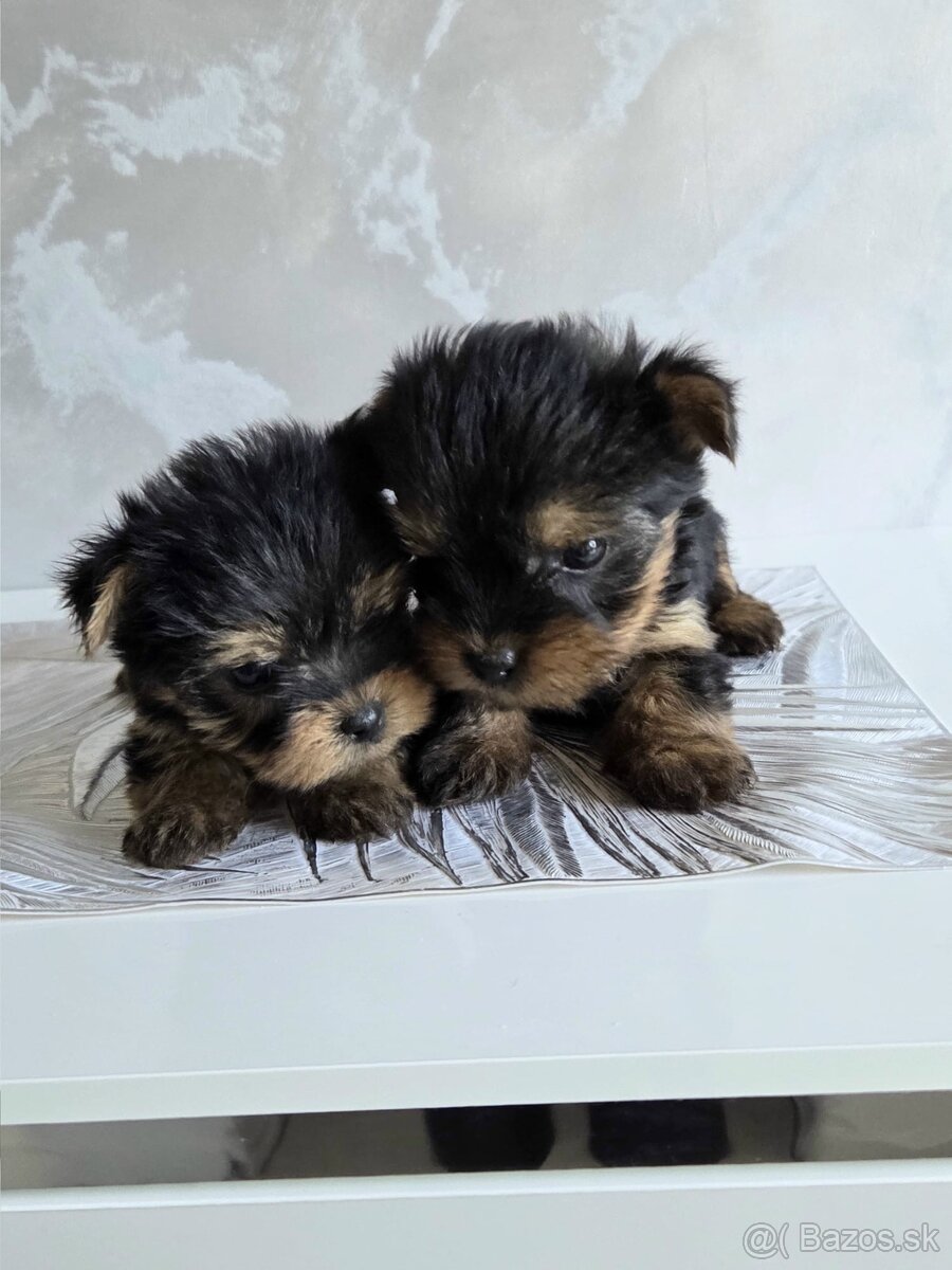 Yorkshirsky terier - 6