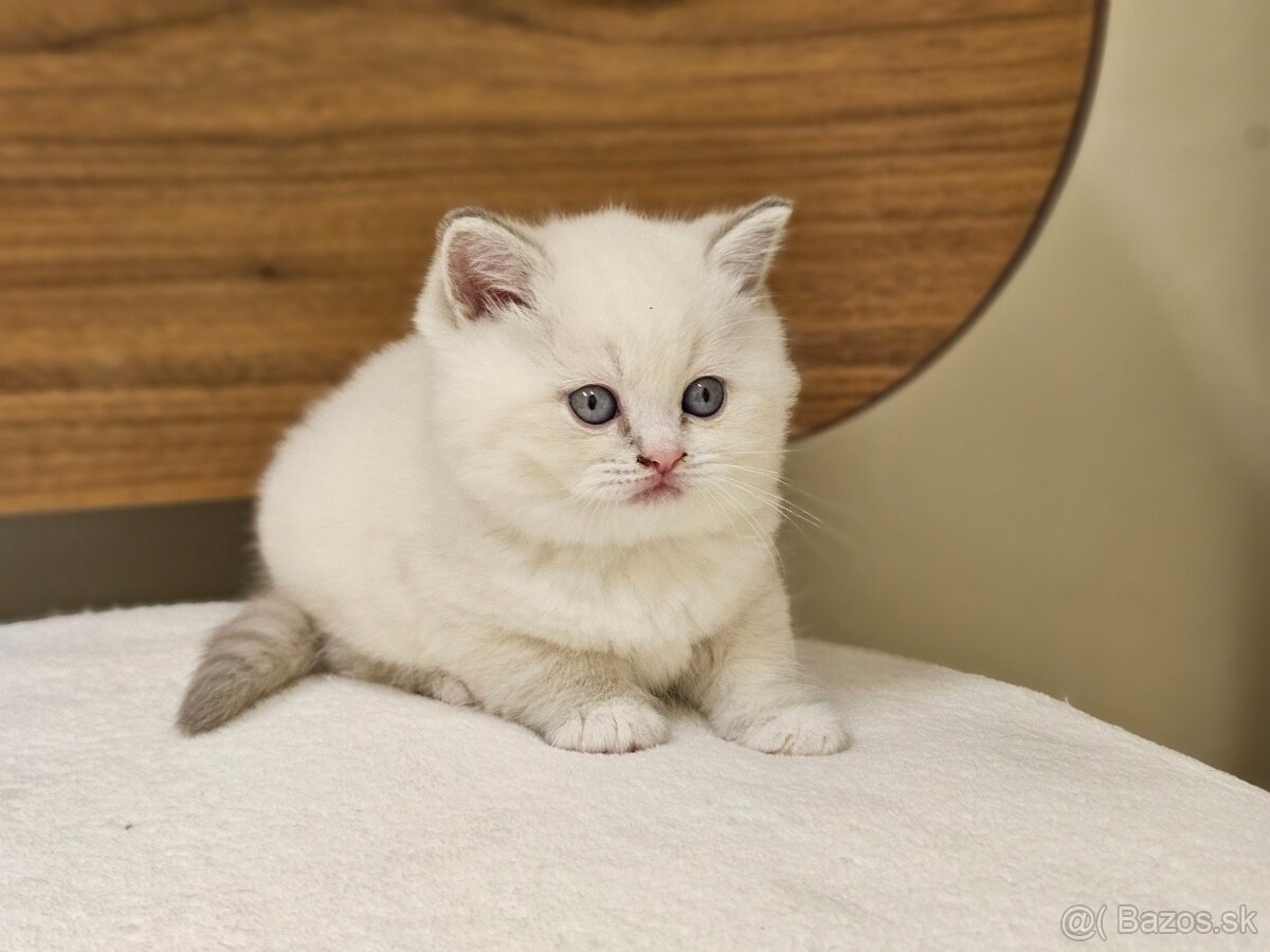 Britská colourpoint koťátka s PP - 6