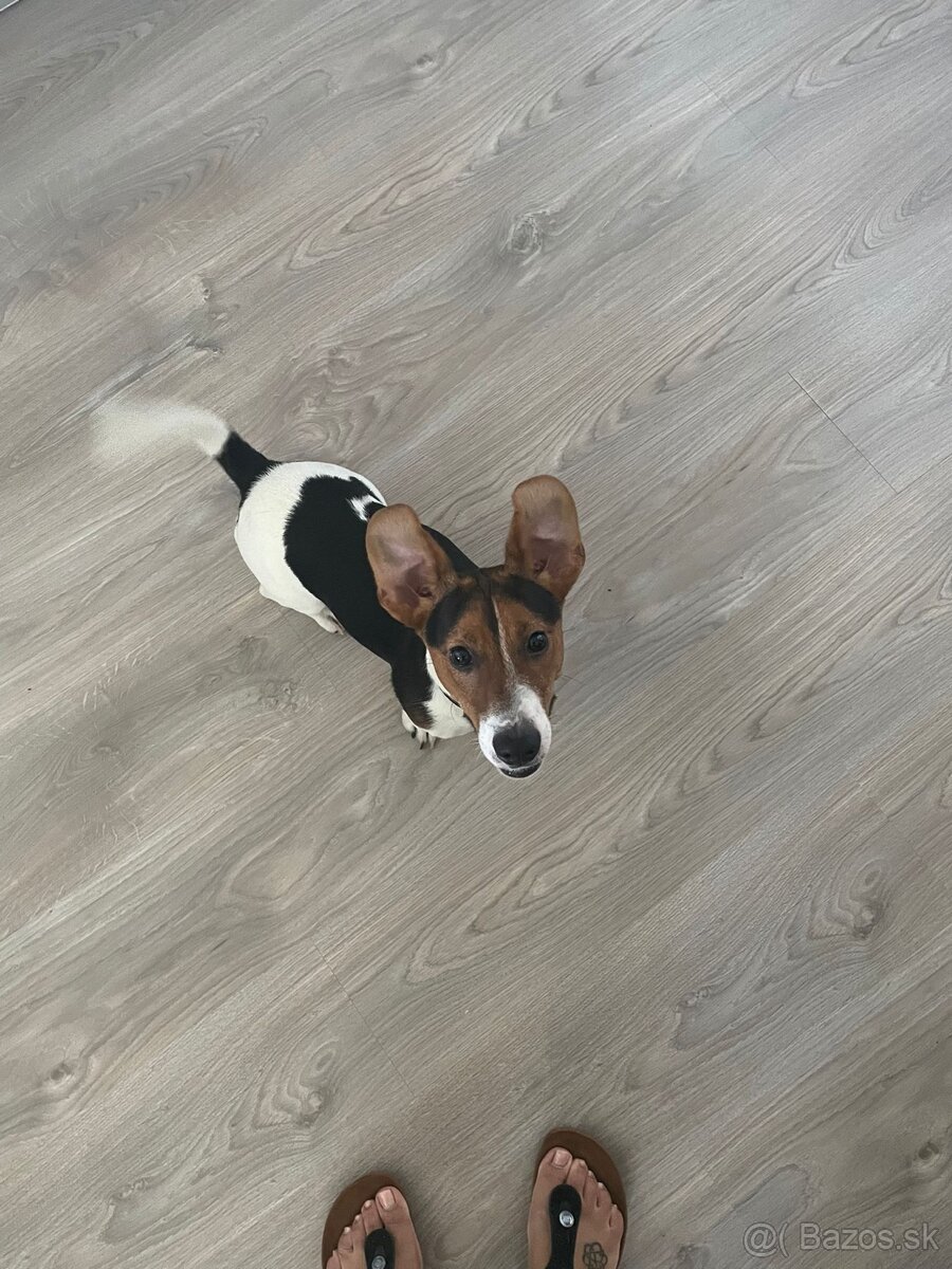 Jack russell psík - 6