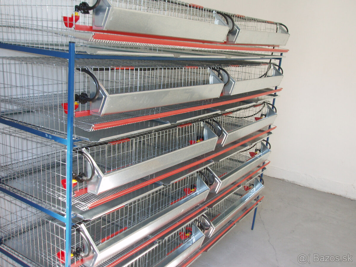 Japonské prepelice - 6