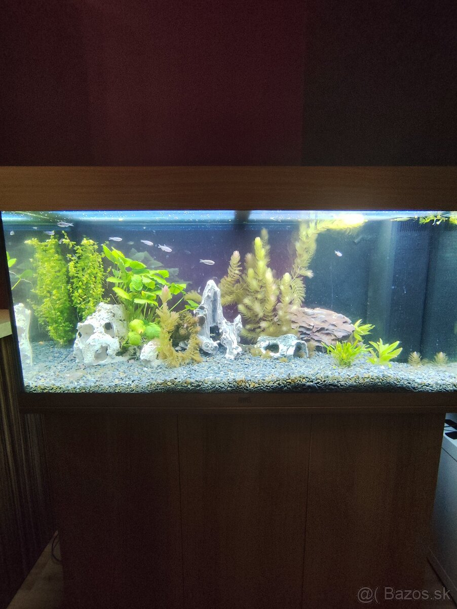 Akvárium - 6