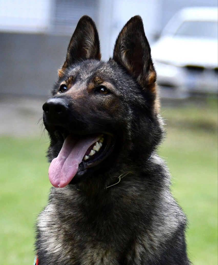 Nemecký ovčiak - šteniatka s PP - 6