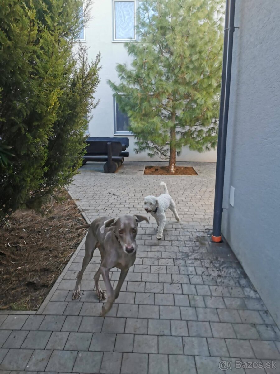 vycvik s ubytovanim, hotel pre psov - 6