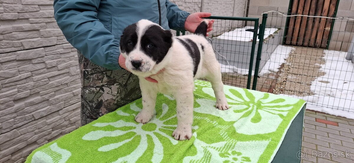 Stredoázijsky ovčiak - 6