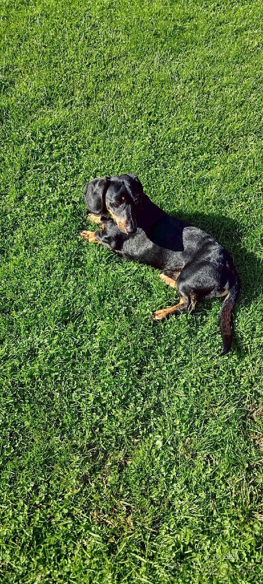 Jazvečík na krytie - 6