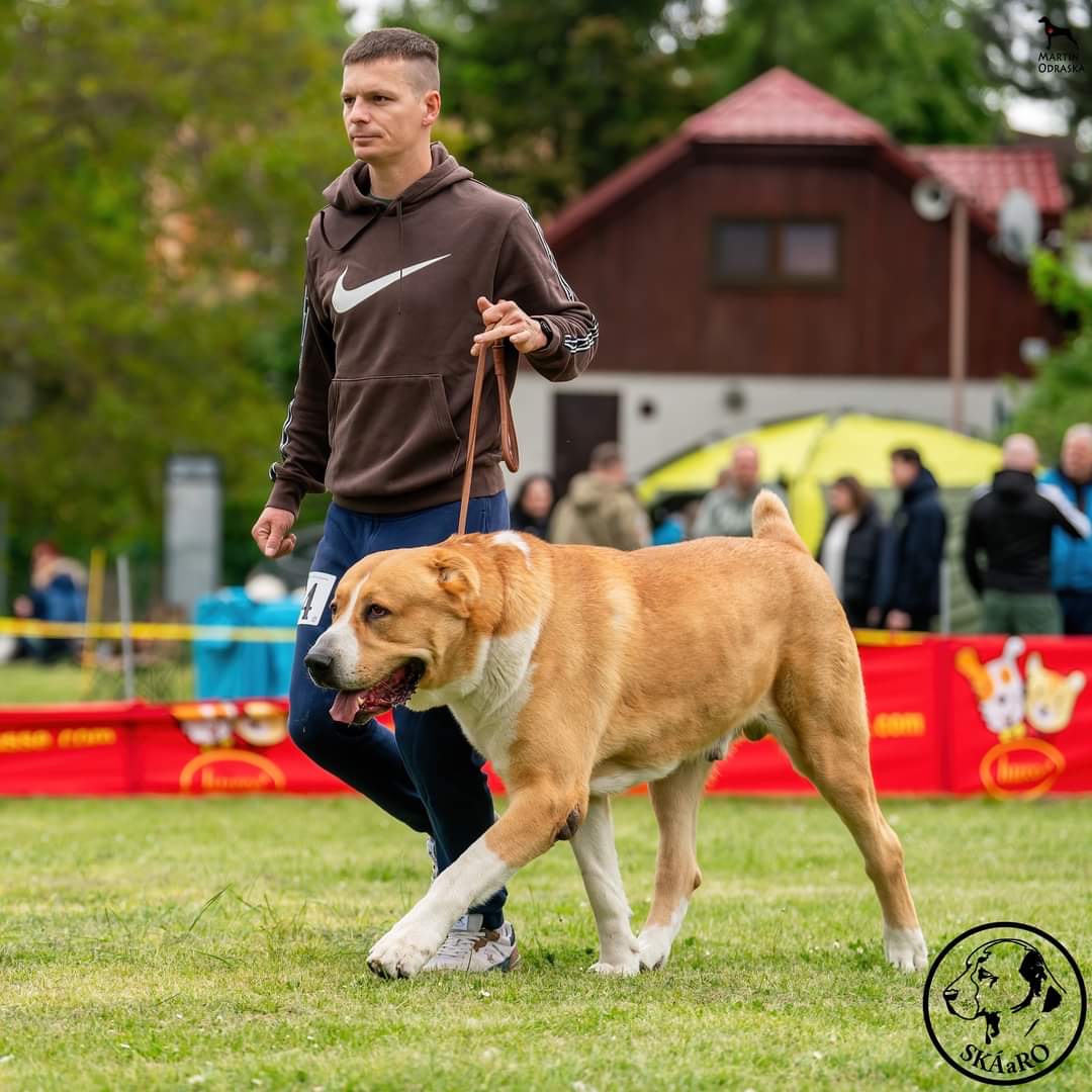 SAO Stredoázijský ovčiak Stredoazijsky ovčiak - 6