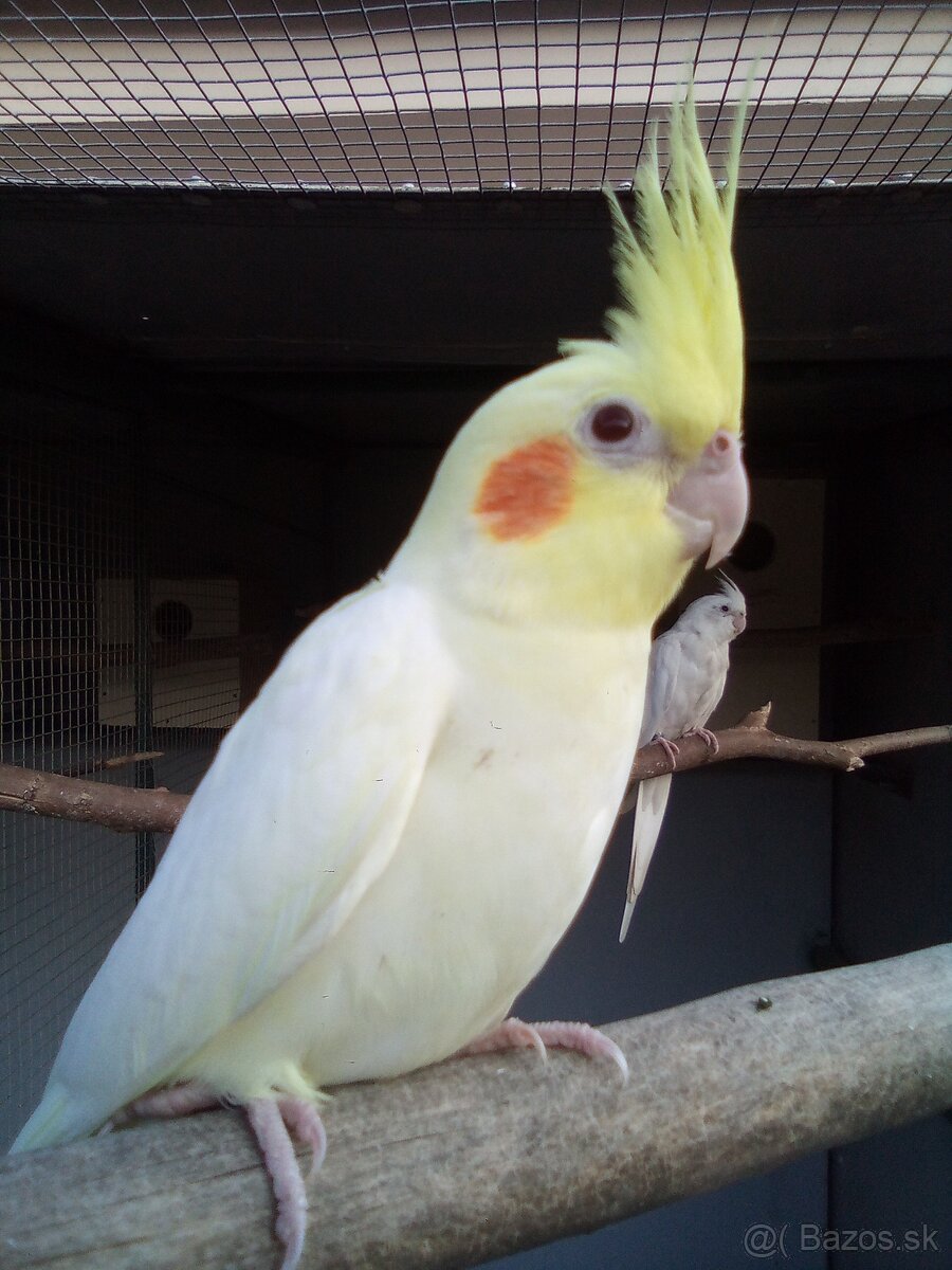 Korely lutino - albino - 6