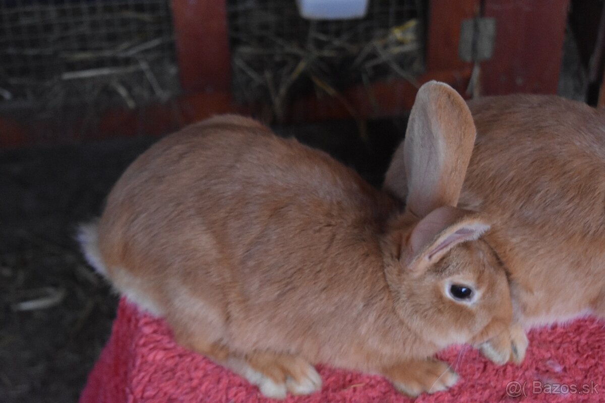 Predam Burgundsky - 6