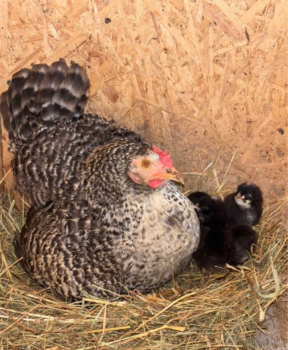 Jarabatý kohút - 6